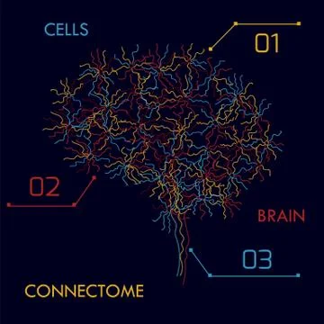 Brain cells connectome Illustrazione stock