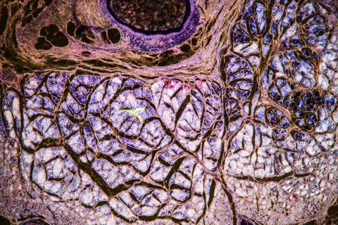 Brain cells in the dark field under the microscope 100x Stock Photos