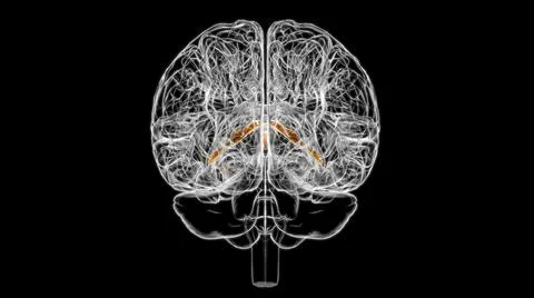 Brain Choroid plexus of cerebral hemisphere Anatomy For Medical Concept 3D イラスト素材