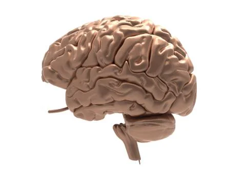 Brain with clipping mask Stock Illustration