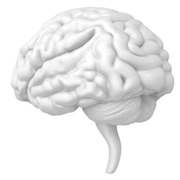 Brain is a close-up isolated on white background Illustrazione stock