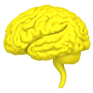 The brain is a close-up isolated on white background Stock Illustration