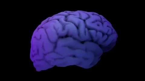 Brain in the color purple Stock Illustration