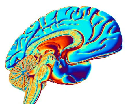 Brain, computer artwork Illustrazione stock