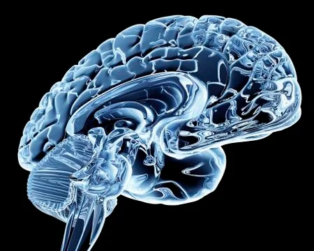 Brain, computer artwork Stock Illustration