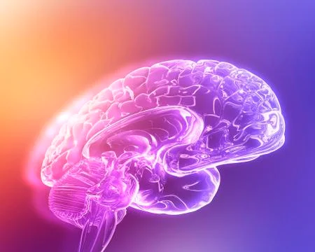 Brain, computer artwork Stock Illustration