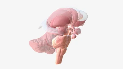 The brain consists of the cerebrum, the brainstem and the cerebellum Video stock 247261499