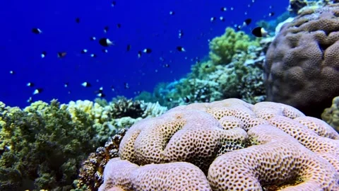 Brain Coral and Half and Half Chromis Damselfish at Jackson Reef Red Sea Sharm Stock Footage 346587102