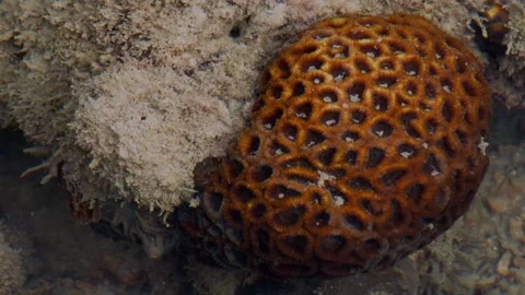 Brain Coral Colony Exposed in the Intertidal Zone 库存影片 341909412