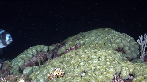 Brain coral feeding on shallow coral reef at night, Lobophyllia corymbosa, HD, Stock Footage