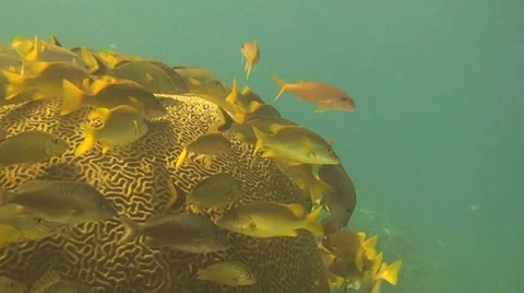Brain coral with fish Stock Footage 8561101