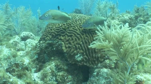 Brain Coral Stock Footage 5326557