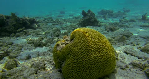 Brain Coral Stock Footage 42801571