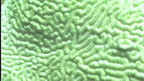 BRAIN CORAL Stock Footage 306775406