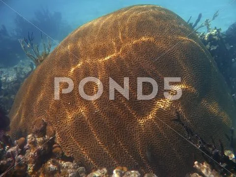 Brain coral off the Galapagos Islands Stock Photos