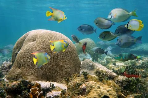 Brain coral with many colorful fishes Stock Photos