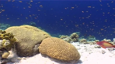 Brain Coral Over the Seabed Video stock 299969697