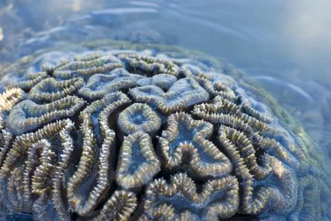 Brain coral Stock Photos