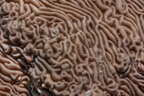 Brain coral Stock Photos