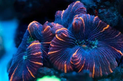 Brain coral Stock Photos
