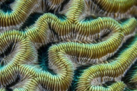 Brain Coral Stock Photos