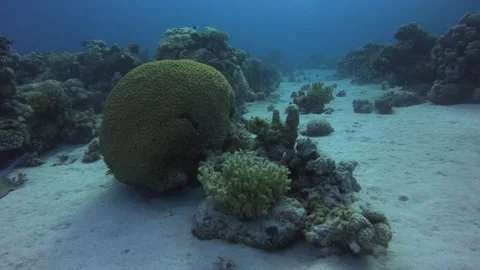 Brain coral on a sandy bottom in the Red Sea Stock Footage