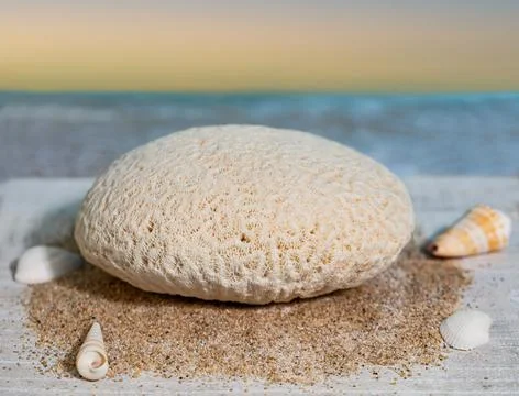 Brain Coral with Sea Shells Stock Photos