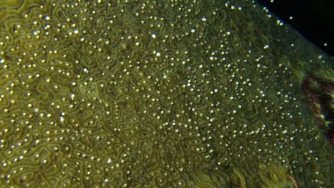 Brain coral spawning eggs release Aruba Bonaire Curacao caribbean Stock Footage 78208422