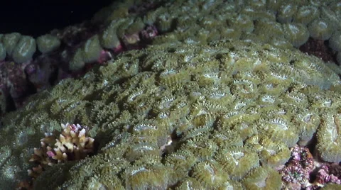 Brain coral spawning on shallow coral reef at night, Lobophyllia corymbosa, HD, Stock Footage 62220148