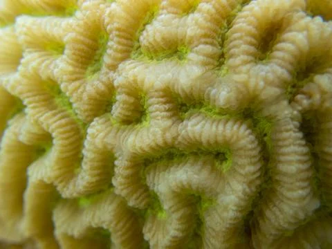 Brain coral structure close-up shot, abstract natural pattern of the ocean ecosy Stock Photos