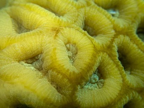 Brain coral structure close-up shot, abstract natural pattern of the ocean ecosy Stock Photos