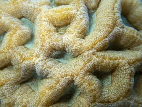 Brain coral structure close-up shot, abstract natural pattern of the ocean ecosy Stock Photos