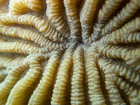 Brain coral structure close-up shot, abstract natural pattern of the ocean ecosy Stock Photos