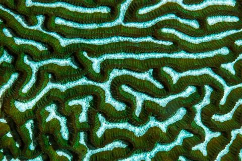 Brain Coral texture Stock Photos
