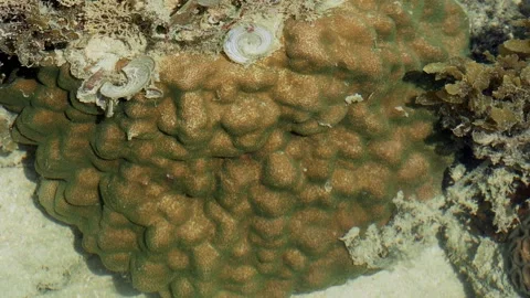 Brain Coral Texture in Tropical Tide Pool – Living Reef Surface Background 스톡 동영상 337292512