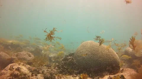 Brain corals with algae swaying Video stock 21425916