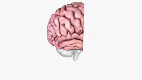 Brain Coronal Cross Section of Right cortex Stock Illustration