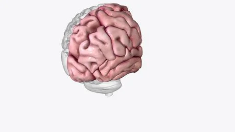 Brain Coronal Cross Section of Right cortex Stock Illustration
