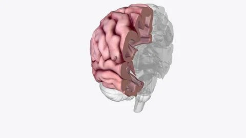 Brain Coronal Cross Section of Right cortex 스톡 일러스트