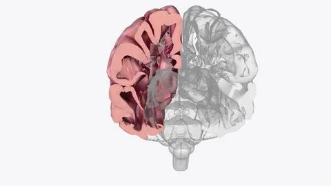 Brain Coronal Cross Section of Right cortex Stock Illustration