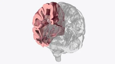 Brain Coronal Cross Section of Right cortex 스톡 일러스트