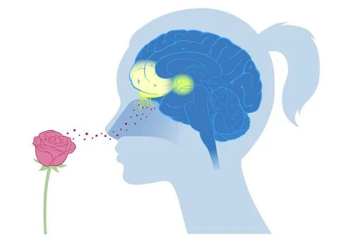  Brain cortex smell emotion Prefrontal area: area active by smell and prov... Stock Photos