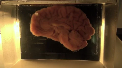 Brain cut half inside cortex conserved anatomy curiosity science museum 库存影片 327217233