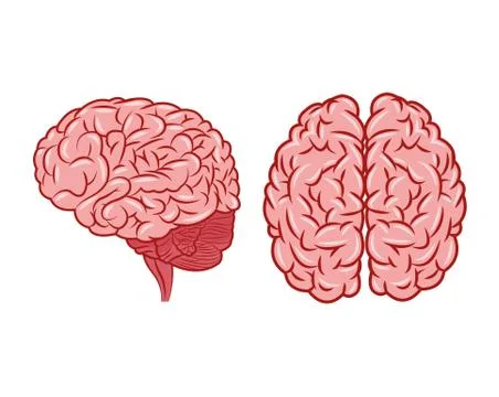 Brain design. organ icon. Flat illustration, vector graphic Stock Illustration