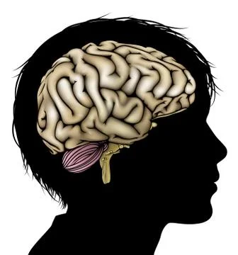 Brain development concept Stock Illustration