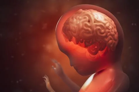 Brain development during pregnancy of unborn baby. 3D rendered illustration. Stock Illustration