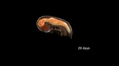 Brain Development, Embryo to Adult Stock Footage 113234153
