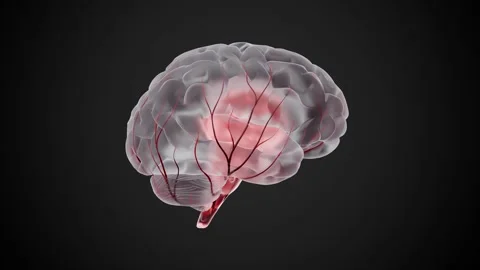 Brain digital translucent. Neuron connections. Stock Footage 302880973