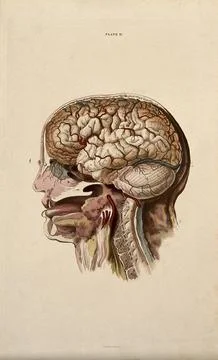 Brain: dissection showing cross-section through head and neck, with lateral.. Stock Illustration