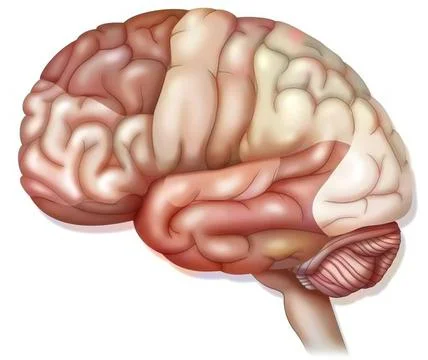Brain drawing Areas of the brain: prefrontal cortex, premotor cortex and o... Stock Photos